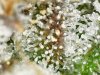 trichs_1_2_2021 (11).jpg