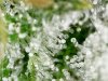 trichs_1_2_2021 (15).jpg