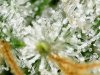 trichs_1_2_2021 (23).jpg