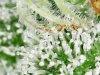 trichs_1_2_2021 (25).jpg