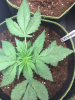 Blackberry Kush.png
