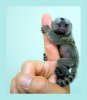 baby-finger-monkey-aqua-background-l-brown.jpg