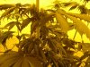 day 22 of flowering 028.jpg