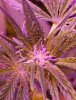 LED DWC Bud 01.jpg