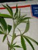 White Grape Gushers clone  close day #17;.jpg