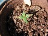 socal70-albums-1st-grow-picture65503-day11b.jpg