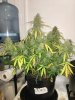 2249643_dutch-passion-auto-cinderella-jack-grow-journal-by-copkillerdutch-passionauto-cinderel...jpg