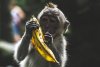 monkey-holding-banana-peel-during-daytime-indonesia-animal.jpg