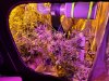 LED DWC Emergency Trellis.jpg