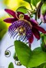 passionflower1.jpg