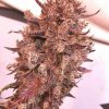 dragonsflamegenetics-1608265934460.jpg