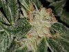 Bud Trichomes 02.jpg