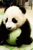 panda.gif