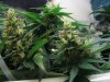 THC Bomb, Caramelicious...week 4 flowering 049.JPG