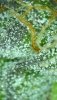 Harvested Bud Trichomes 01.jpg