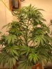 Dutch Durban Poison Veg Stage Mar2 2021.jpg