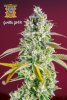 Sweet Seeds - Gorilla Girl.jpg