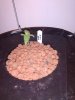 3523922_wedding-cake-orange-cookies-x-nicole-grow-journal-by-voidrealmz.jpg