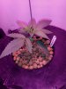 3571642_wedding-cake-orange-cookies-x-nicole-grow-journal-by-voidrealmz.jpg