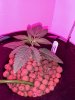 3571644_wedding-cake-orange-cookies-x-nicole-grow-journal-by-voidrealmz.jpg