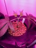 3595762_wedding-cake-orange-cookies-x-nicole-grow-journal-by-voidrealmz.jpg