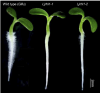 Root-hair-phenotypes-of-L-japonicus-wild-type-Gifu-left-Ljrhl1-1-mutant-center-and.png