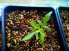 seedling-1-day22.jpg