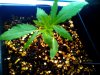 seedling-3-day22.jpg