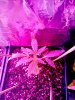 seedling-2-day-25.jpg