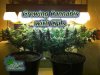 Growing-Cannabis-With-CFLs.jpg
