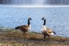 WP_Canada-Geese-at-Cascades-Park-6798-1024x682.jpg