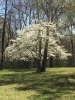 White Dogwood.jpg