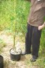 dopewear-albums-ghetto-veg-box-first-outdoor-grow-picture66996-dsc-3205.jpg