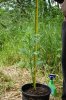 dopewear-albums-ghetto-veg-box-first-outdoor-grow-picture66997-dsc-3206.jpg