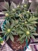 3986780_grow-journal-by-millozamnesia-seedswhite-monster-automatic.jpg