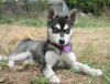 alaskan-klee-kai-weird-dog-breed.jpg