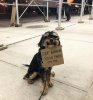 dog-signs1.jpg