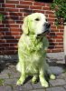 green-dogs1.jpg