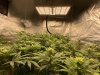 SF-2000-2 20 days into flower. 2 Spider Farmer S2000’s.jpg