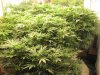 Pot Pics 2020 152.jpg