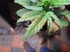 DSC02540.JPG