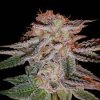 G13strawberryEclair.jpg