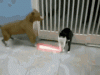 cat vs dog.gif