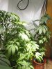 Day 68 - All Plants 2.jpg