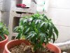 Re-Veg Plant 11.jpg