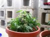 Re-Veg Plant 2.jpg