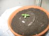 theplant.jpg
