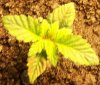 plant.jpg