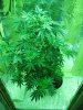 Blue Cheese Mamma 003.jpg