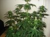 24 days of flowering 015.jpg